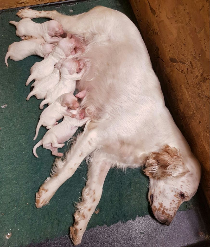 chiot Setter Anglais des Paturages du Lomont