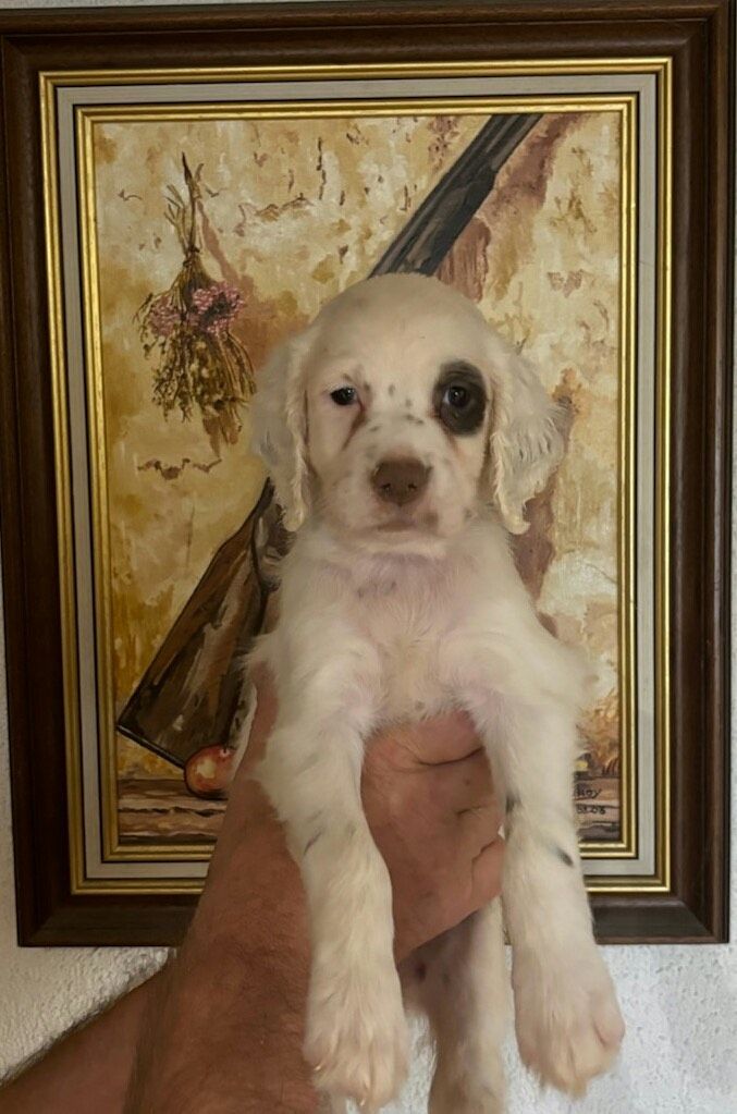 des Paturages du Lomont - Chiot disponible  - Setter Anglais