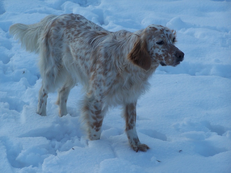Diva Du sentier des lutins