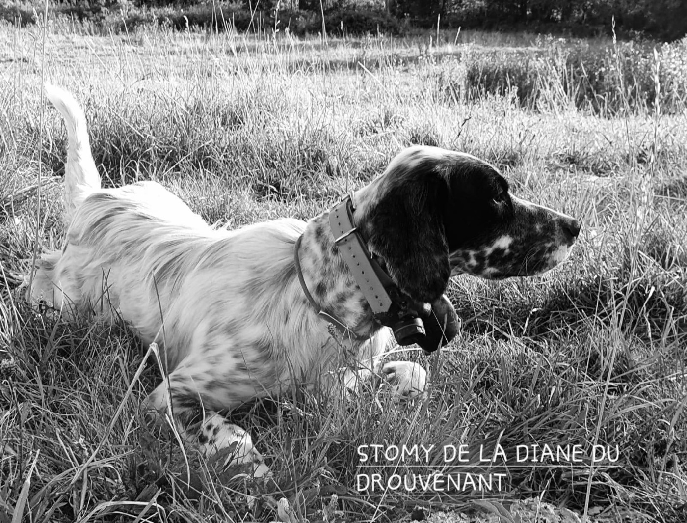 STOMY de la Diane du Drouvenant