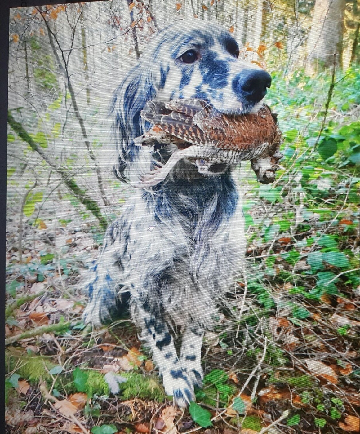 des Paturages du Lomont - SAILLIE MARS 2026 : RAJA / NO-VICE