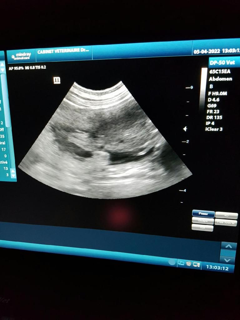 des Paturages du Lomont - Confirmation Gestation PAME. Naissances 27 Avril. 