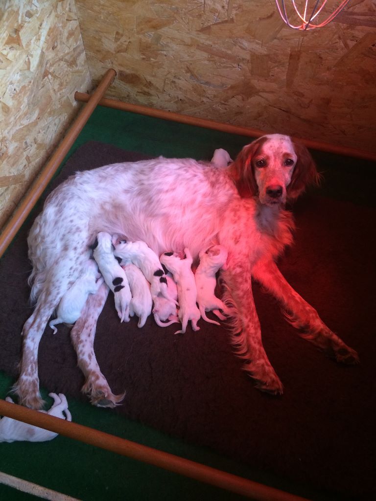 des Paturages du Lomont - NAISSANCES.. Le 18 Avril au matin les CHIOTS sont arrivés