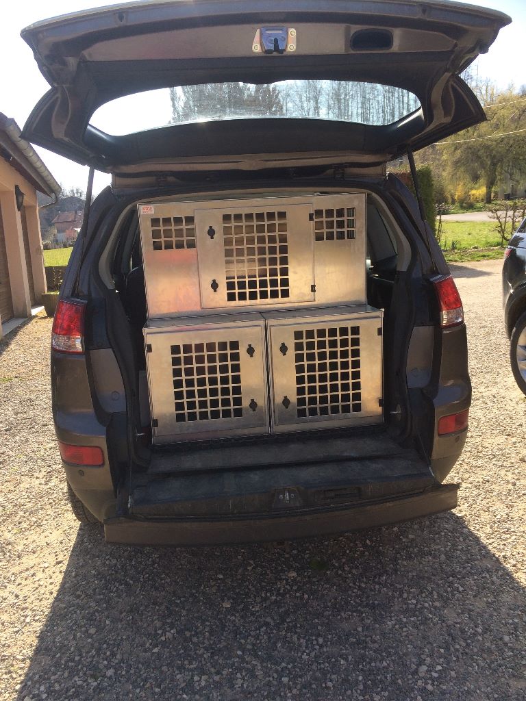 des Paturages du Lomont - Transport de mes Setter-Anglais