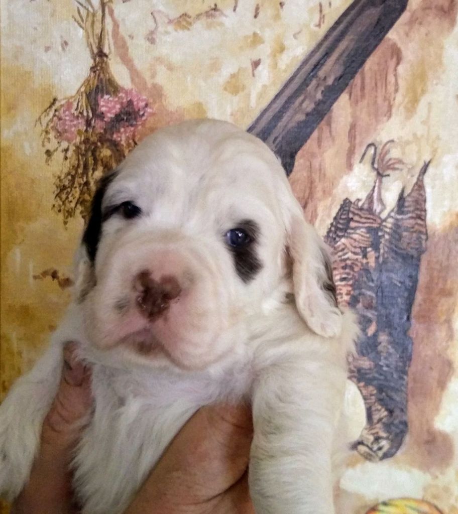 des Paturages du Lomont - Chiots disponibles - Setter Anglais