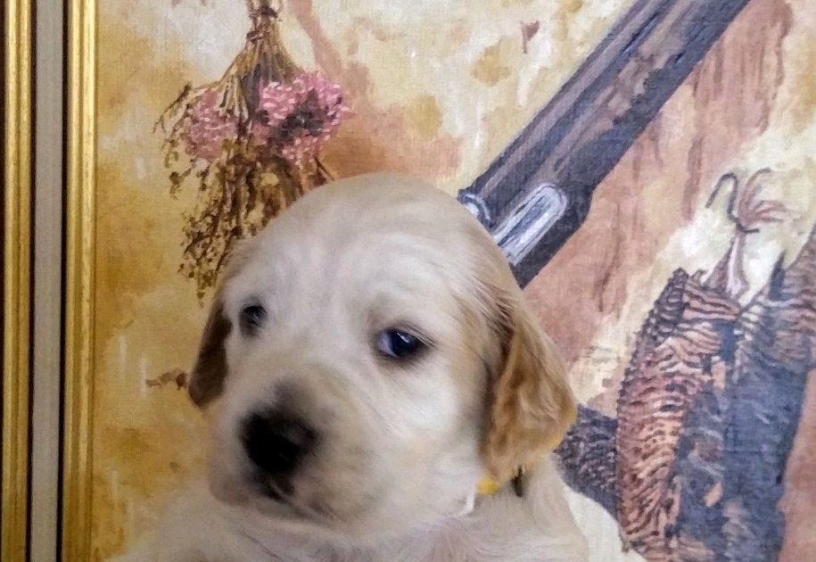 des Paturages du Lomont - Chiots disponibles - Setter Anglais
