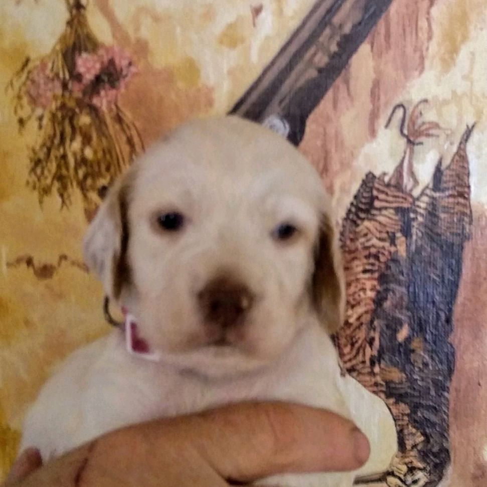 des Paturages du Lomont - Chiots disponibles - Setter Anglais