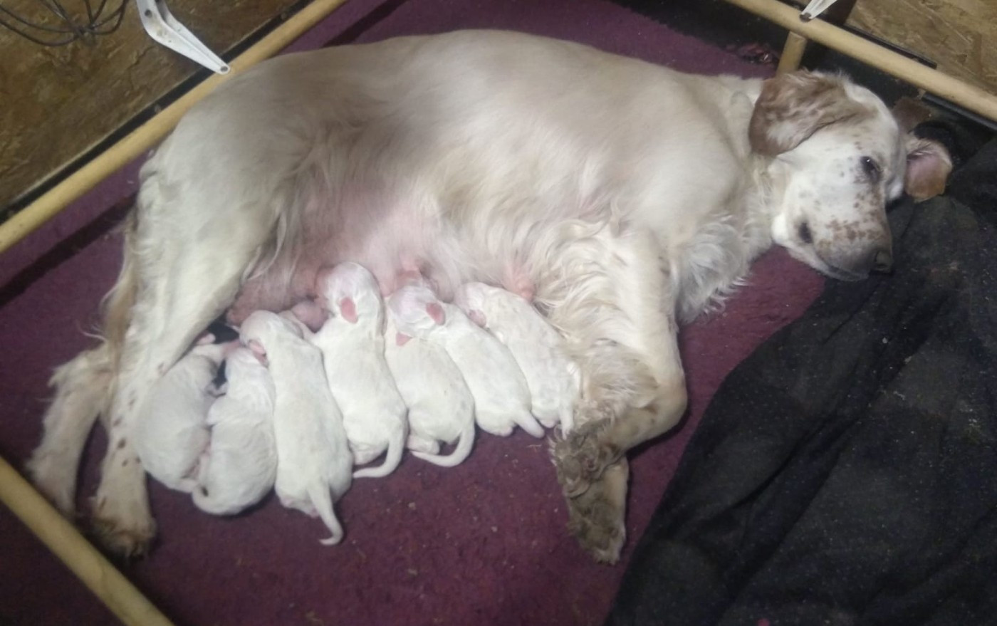 des Paturages du Lomont - Chiots disponibles - Setter Anglais