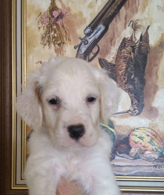 des Paturages du Lomont - Chiots disponibles - Setter Anglais