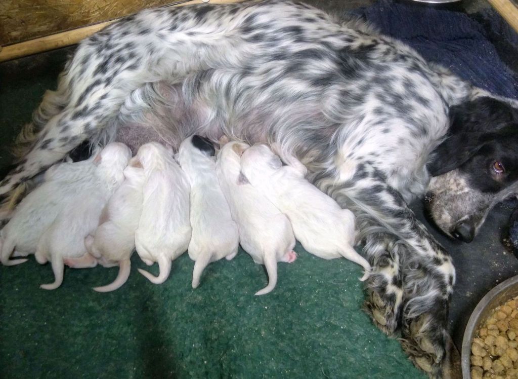 des Paturages du Lomont - Chiots disponibles - Setter Anglais