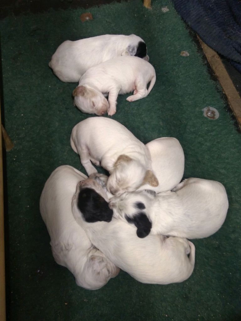 des Paturages du Lomont - Chiots disponibles - Setter Anglais
