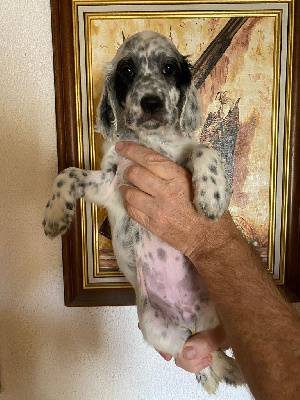CHIOT femelle 4.