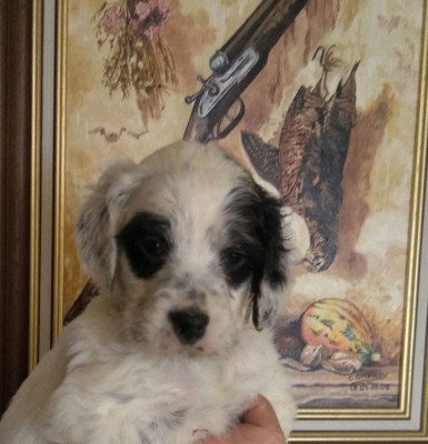 BELLA
