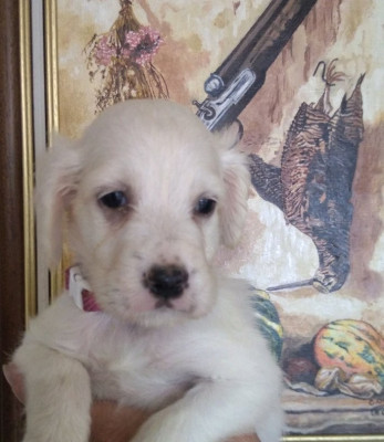 BENJI