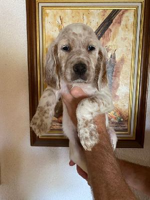CHIOT male 3.