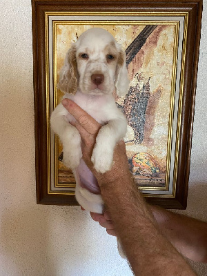 CHIOT femelle 1.