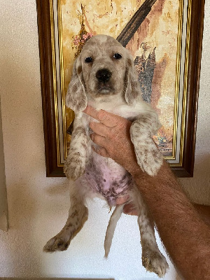 CHIOT femelle 4.