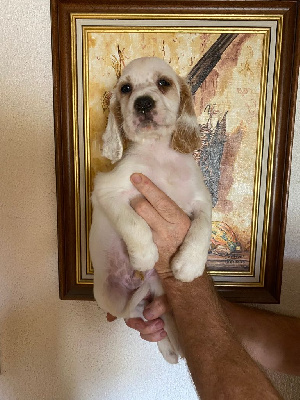 CHIOT male 1.
