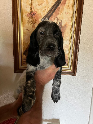CHIOT femelle 2.
