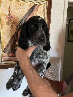 CHIOT femelle 1.