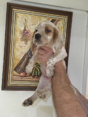 CHIOT male 2."TARZAN"