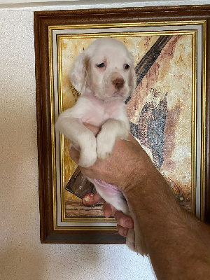 CHIOT male 3.