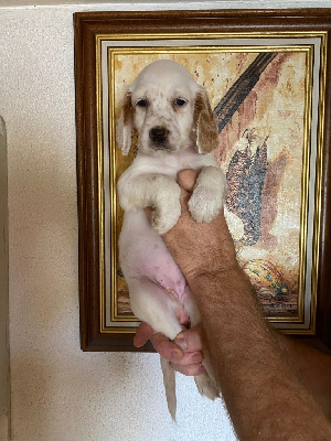 CHIOT femelle 3