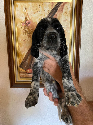 CHIOT male 1.