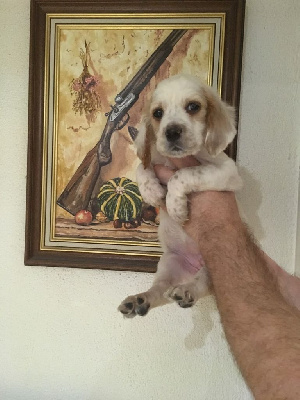 CHIOT femelle 1. "TOPAZE"