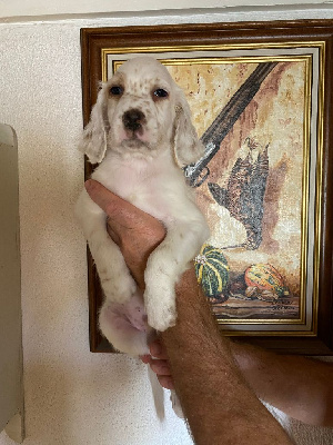 CHIOT male 2.