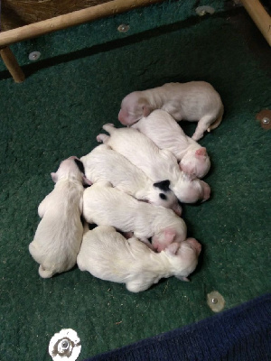 CHIOT