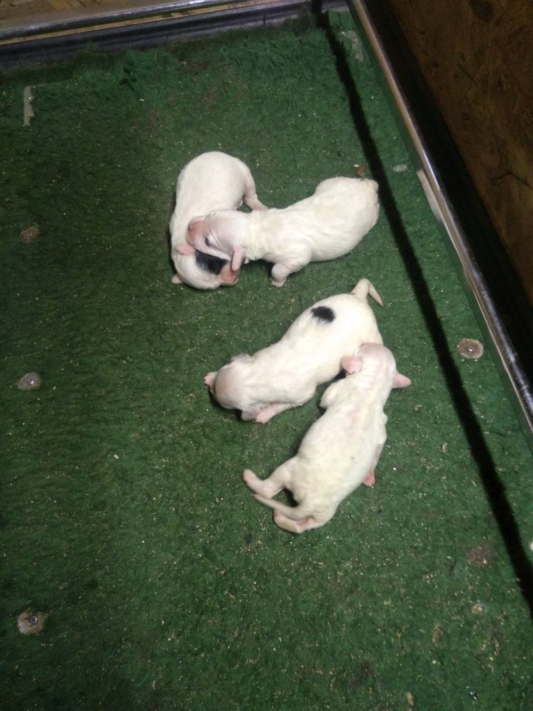 des Paturages du Lomont - Chiots disponibles - Setter Anglais
