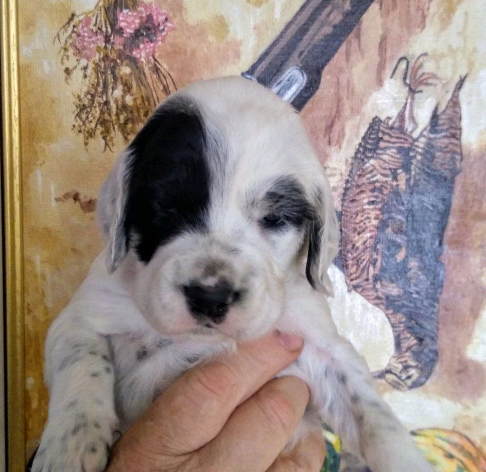 des Paturages du Lomont - Chiots disponibles - Setter Anglais